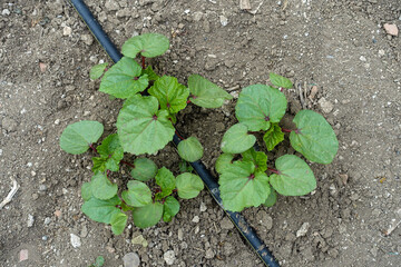 okra planting with drip water system, garden irrigation, okra growing,