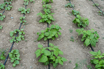 bean planting with drip water system, garden irrigation, bean growing,