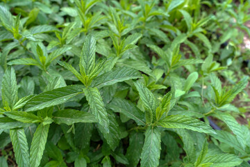 very fresh mint in the garden, green mint plant, aromatic fresh green mint plant,
