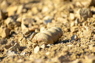 Selective Focus of Fossilized gastropods