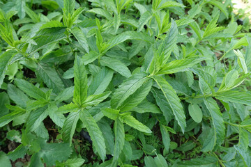 very fresh mint in the garden, green mint plant, aromatic fresh green mint plant,