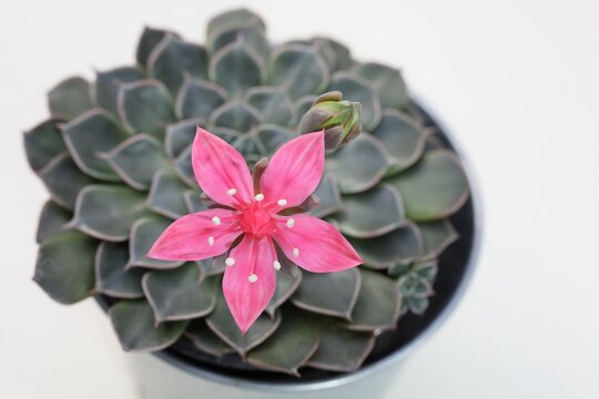 Result of focus stacking of amazing bloom of Graptopetalum Bellum (Tacitus Bellus)