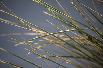Naklejka premium grass in the wind