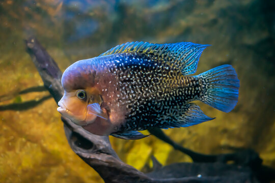 Flowerhorn fish on a yellow sand and root background