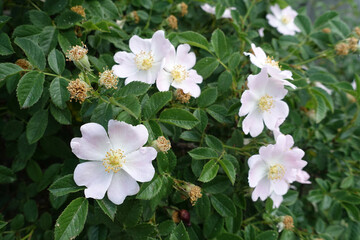 rosehip tree flower,rosehip flower on rosehip tree,thorny rosehip tree,