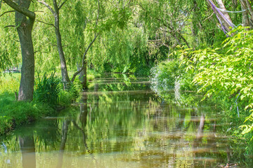 Fototapeta na wymiar Wonderful Sussex tree lined stream reflections on a bright June day