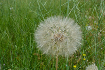 Fototapeta premium hairy dandelion plant,dandelion hairy,large dandelion fluff,