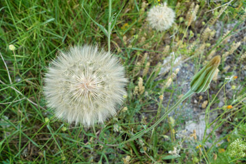 hairy dandelion plant,dandelion hairy,large dandelion fluff,