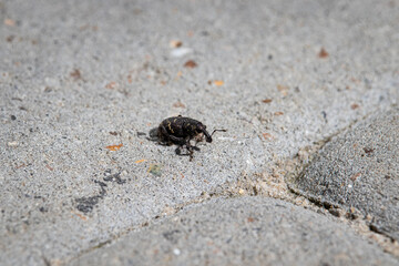 Breitmaulrüssler Dickmaulrüssler Lappenrüssler