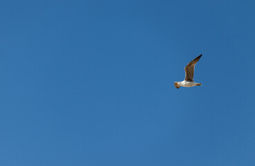 seagull in flight