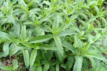 very fresh mint in the garden, green mint plant, aromatic fresh green mint plant,