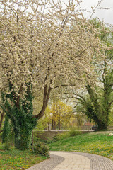 beautiful view in the park, blue sky with clouds, summer sunny day in nature, Ingolstadt	