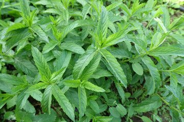 very fresh mint in the garden, green mint plant, aromatic fresh green mint plant,