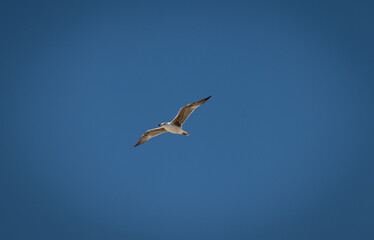 seagull in flight
