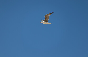 seagull flying in the sky