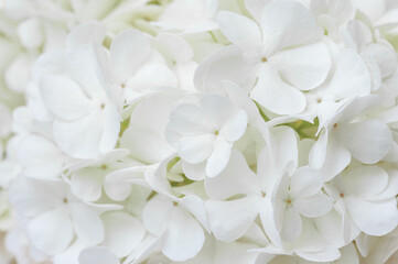Naklejka na ściany i meble Background of white natural flowers