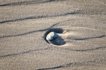 Fototapeta na wymiar Muschel am Strand im Sand