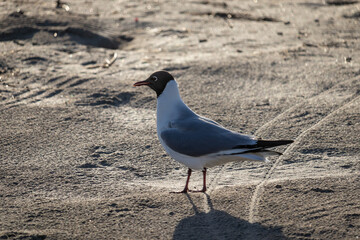 Lachmöwe Nahaufnahme