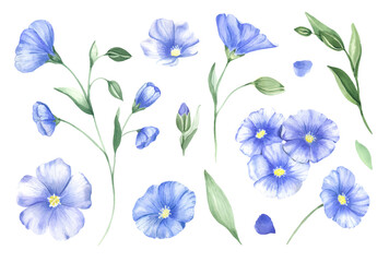A set of blue wildflowers and flax buds. Blue wildflowers painted in watercolor . Watercolor wild flower for background, texture, wrapper pattern, frame or border.