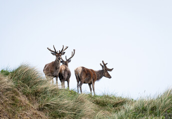 deer in the wild