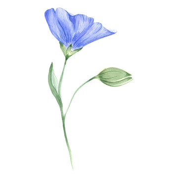 recommend clip art: Watercolor branch with flowers and flax buds. wild blue flowers. A blue watercolor flower, a branch with wildflowers.