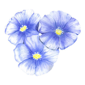 A composition of three blue flax flowers. Watercolor wildflowers of blue color. bouquet of blue flowers painted in watercolor