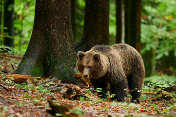Obraz na płótnie Canvas Brown bear is looking for food in a european forest. Image taken in autumn.
