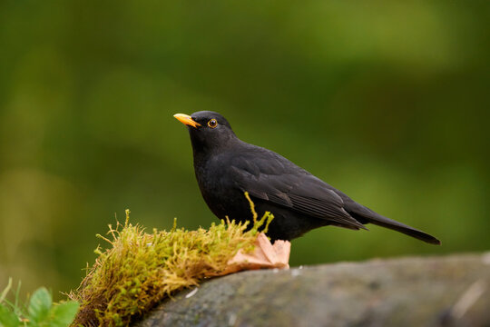 Male common blackbird resting on a rock.