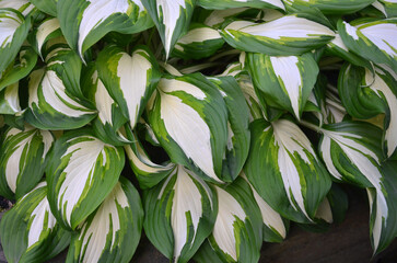 Hosta 'Vulcan' (Plantain Lily) outdoors photo .Hosta plant variegated variety  green leaves with...