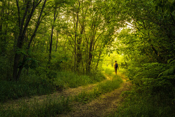 Path Through The Magic Forest, Summer scene, Dirt road, country. valley countryside road between green meadows. Rural spring, landscape. morning, sunny day light for backgrounds or wallpapers. Căușeni