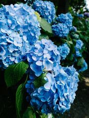 Hydrangea