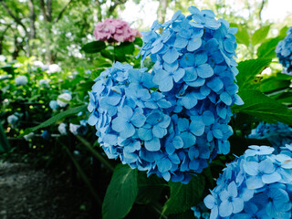 Hydrangea