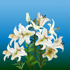 white lily flowers bunch on blue background