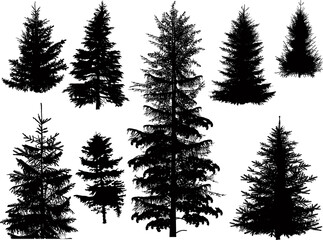 eight fir tree silhouettes isolated on white