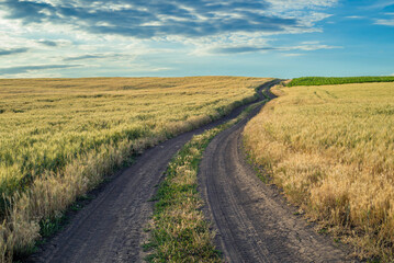 Fototapeta na wymiar Dirt road between the fields on a country. valley countryside road between green meadows. Rural spring, landscape. morning, sunny day light Căușeni, Moldova, blue sky, wheat in the field