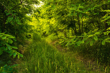 Fototapeta na wymiar Path Through The Magic Forest, Summer scene, Dirt road, country. valley countryside road between green meadows. Rural spring, landscape. morning, sunny day light for backgrounds or wallpapers. Căușeni