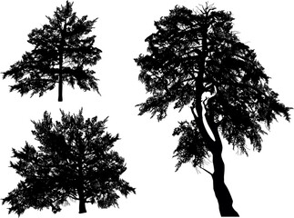 Fototapeta premium different trees three silhouettes isolated on white