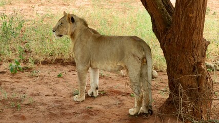 un león se estira junto a un árbol