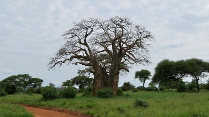 baobab