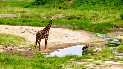 jirafa junto a un río seco