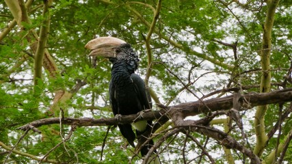 Bycanistes brevis (Silvery-cheeked hornbill) - cálao cariplateado​