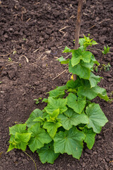 cucumber vine with peduncles and cucumber ovaries on garden net. cucumber vine. Ripening cucumbers in garden in sun in open air without gmo, Green cucumber on garden. Cucumber ripen on the garden