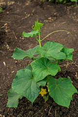 cucumber vine with peduncles and cucumber ovaries on garden net. cucumber vine. Ripening cucumbers in garden in sun in open air without gmo, Green cucumber on garden. Cucumber ripen on the garden