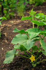 cucumber vine with peduncles and cucumber ovaries on garden net. cucumber vine. Ripening cucumbers in garden in sun in open air without gmo, Green cucumber on garden. Cucumber ripen on the garden