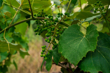 Beautiful grapes leaves in a vineyard, garden. Vineyard background in summer. Beautiful sunny day. Detail, green grapes