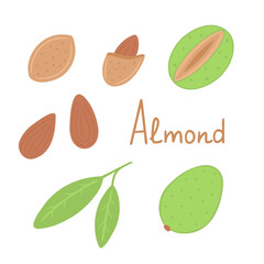 Almond set. nuts. leaves. Vector Illustration for printing, backgrounds, covers, packaging, greeting cards, posters, stickers, textile and seasonal design. Isolated on white background.