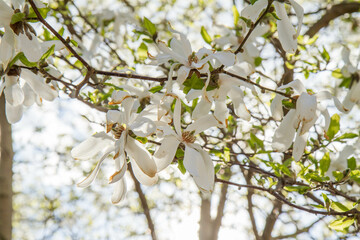 White Magnolia blooming in the spring - seen upwards against the sky 