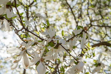 White Magnolia blooming in the spring - seen upwards against the sky 