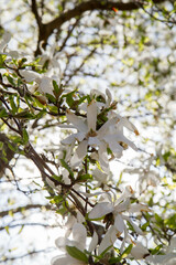 White Magnolia blooming in the spring - seen upwards against the sky 