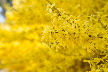 Forsythia plant blooming in spring in close up